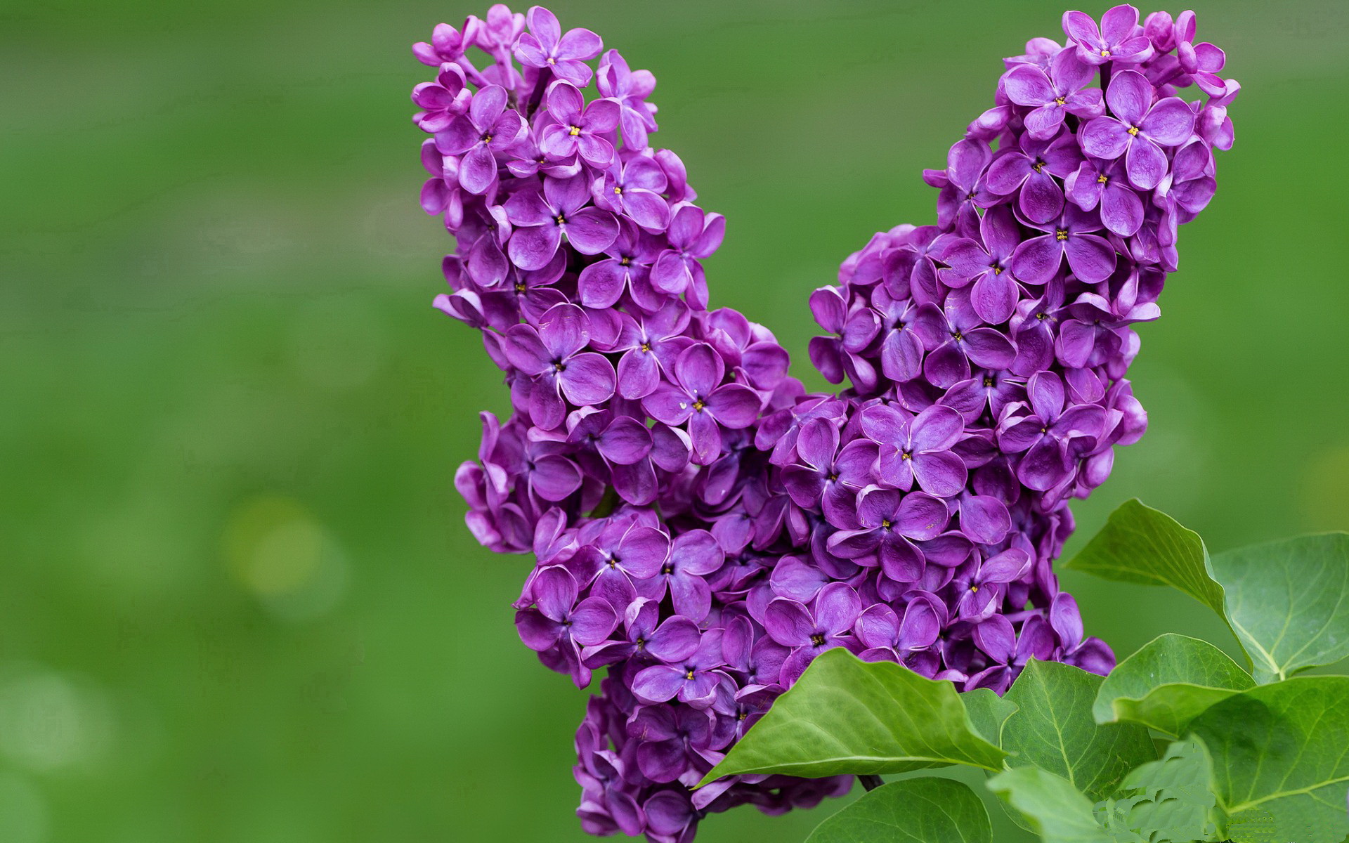 维克托·文班亚马成为NBA全球形象代表，维克托-文班亚马