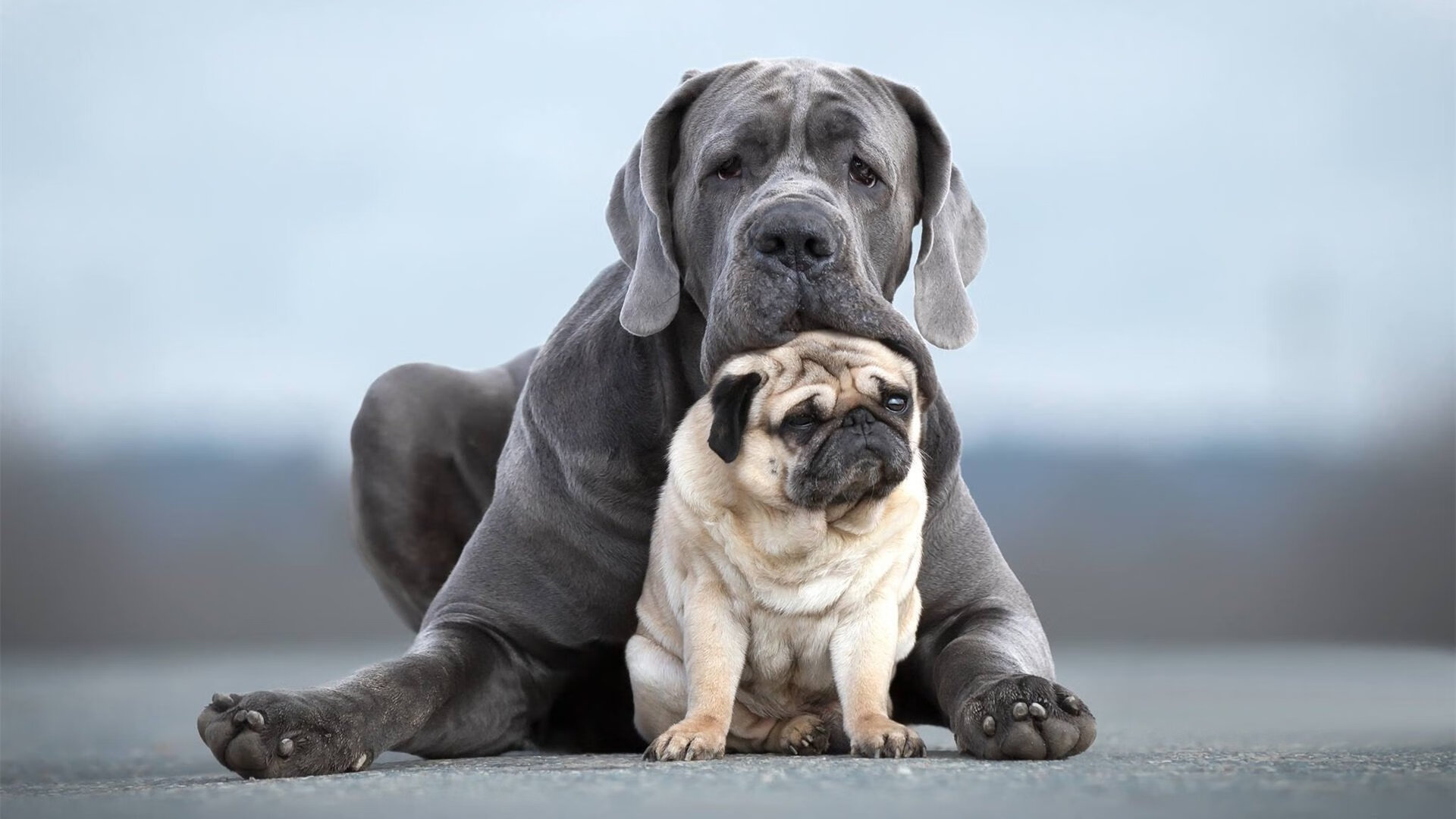 马术场地障碍赛年度总决赛冠军诞生,2021年全国马术场地障碍锦标赛