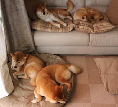 爱游戏app下载-公牛主帅满意新援融入速度，公牛队新主教练