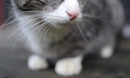 女子排球助教团队新成员具备国际执教经验,女子排球队队员