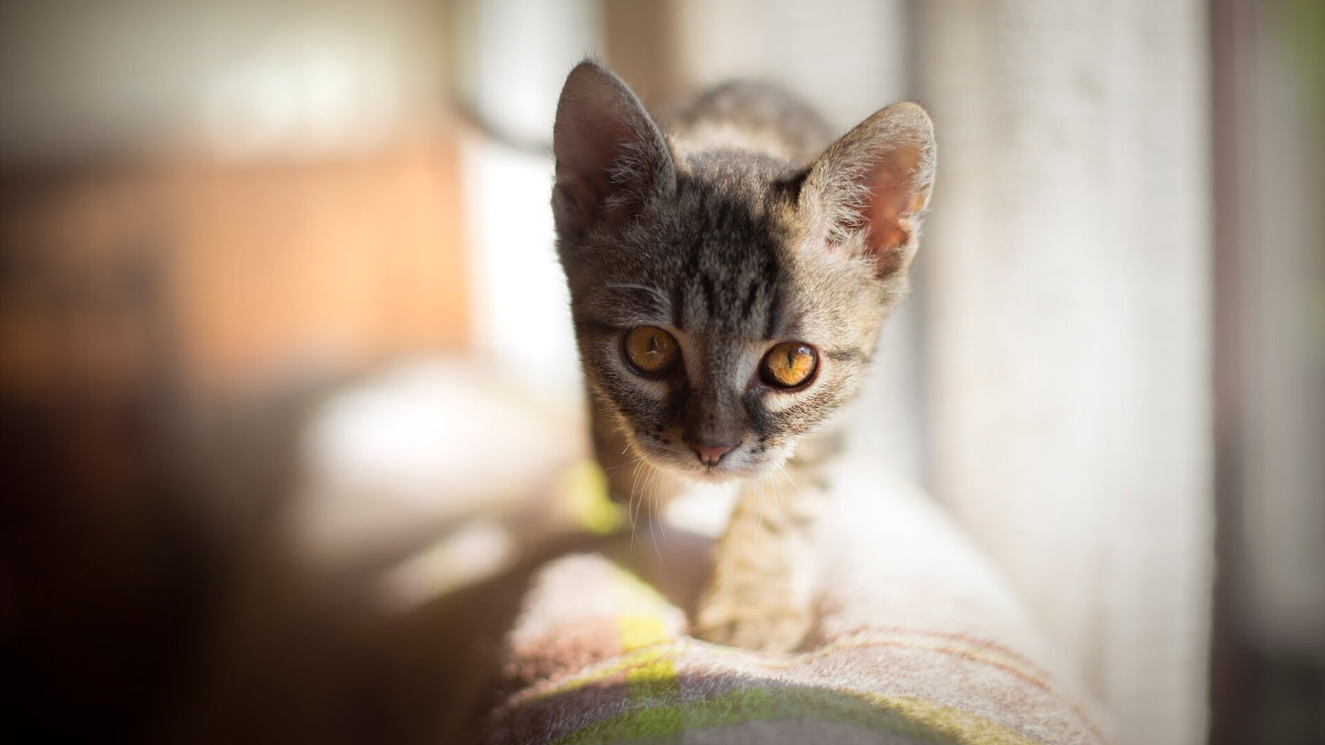 AYX体育-巴黎圣日耳曼再次夺冠，法甲霸主地位稳固