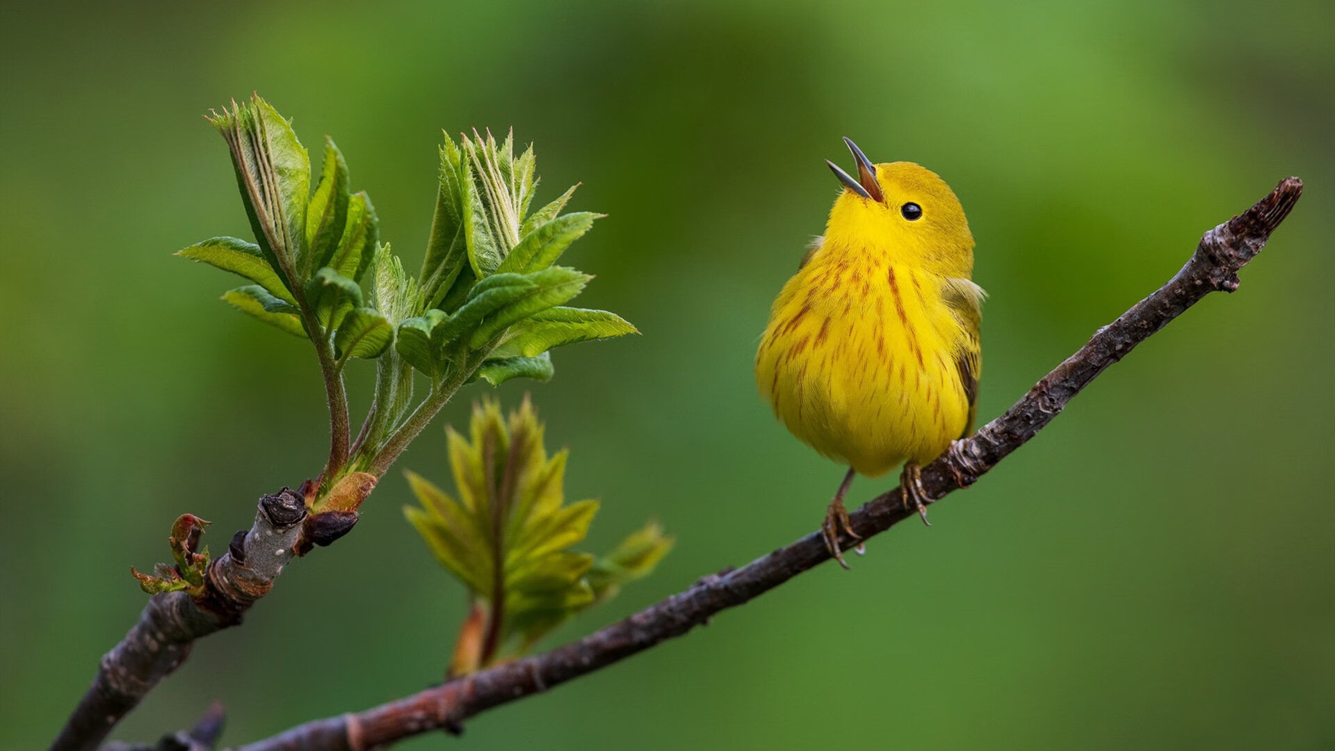张雨霏跳水训练助力游泳表现，张雨霏游泳成绩
