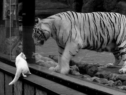 爱游戏平台-恩多比·恩乔：南非队的进攻大师，注定成为赛场上的焦点，恩多拉是哪个国家