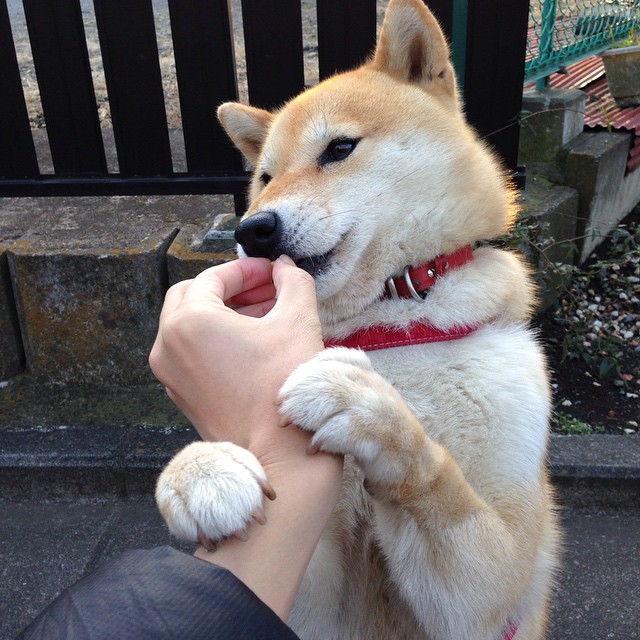 格鲁塞全力冲刺赢得掌声不断,格鲁赛特视频