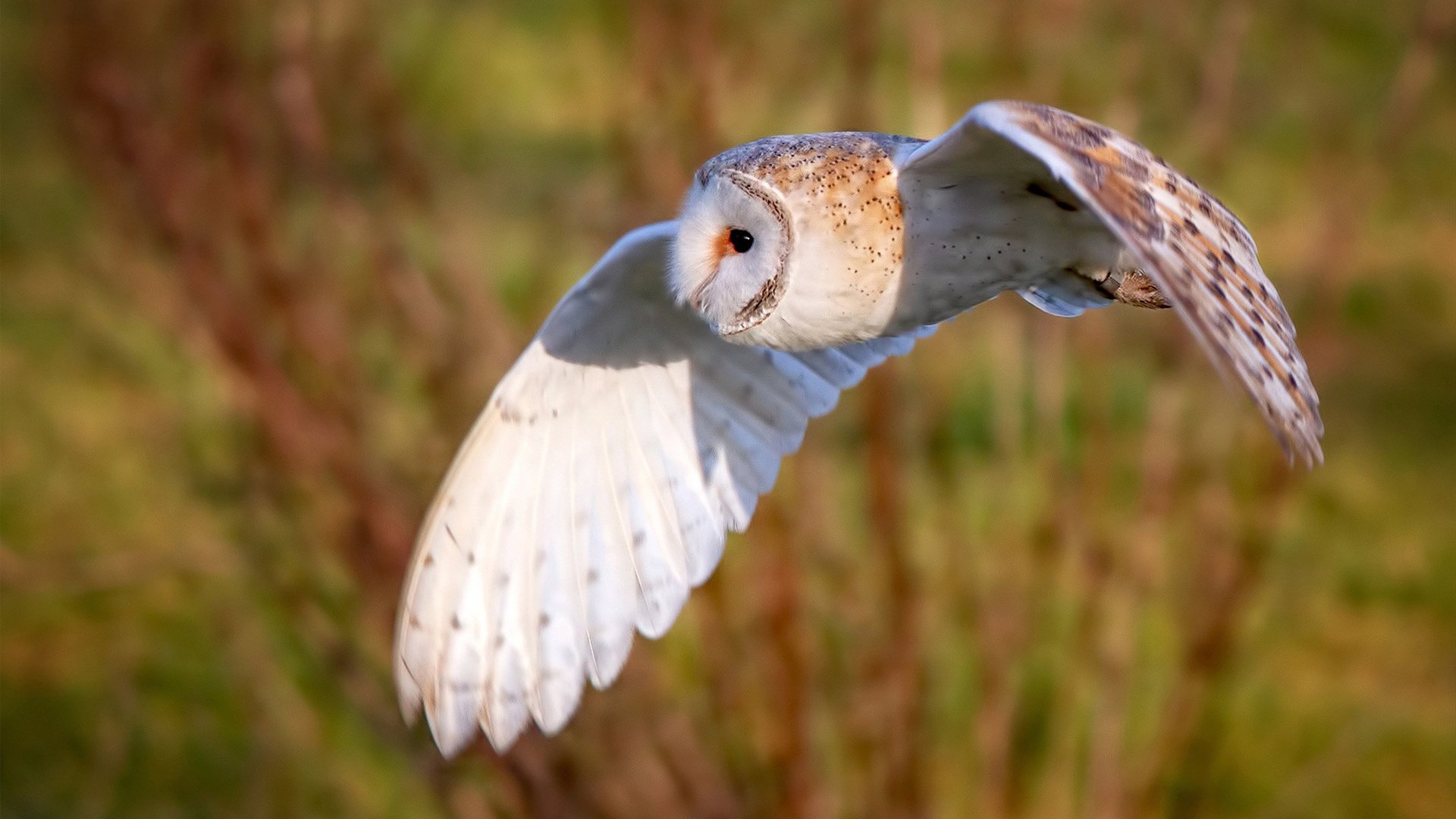 AIYOUXI.COM-欧洲杯明星球员的成长路径，欧洲杯成名的球星