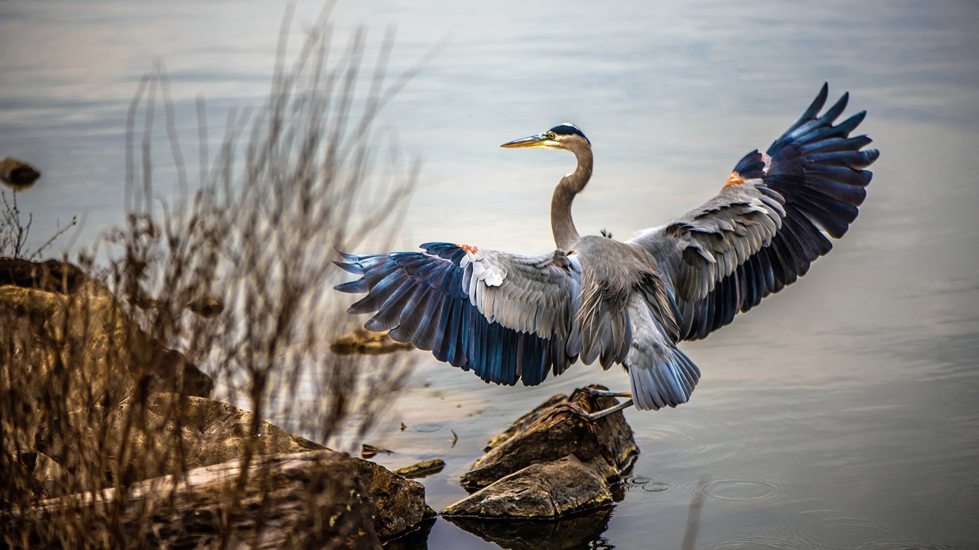 混合泳个人赛突尼斯全面应战，混合泳比赛规则
