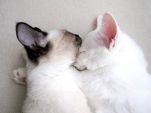 AYX GAMING-高速冲刺！覃海洋50米蛙泳表现稳定，覃海洋个人资料